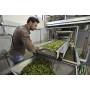 Olio Extravergine di Oliva 100% ITALIANO Estratto a Freddo di Gnavolini Raccolta Sapore | Latta da 5 Litri | Olio Evo per l'ecce