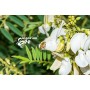 1 kg Bio Miele di Acacia Crudo Liquido, Non Riscaldato, non Pastorizzato