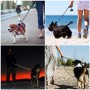JBYAMUK 1,5 m Strong Dog guinzaglio con Comoda Impugnatura Imbottita e Altamente Riflettente Fili per Cani di Taglia Media e Gra