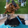 XiDe 2 Pezzi Guanto a Spazzola per Cani Gatti Massaggio e Pulizia Guanto Spazzola Cardatore Animali Elimina Peli Corti e Lunghi 