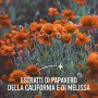 Novanight Tripla Azione Integratore alimentare con Melatonina, estratti di Papavero della California e di Melissa e con Estratto