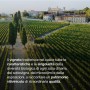 Bellavista Grande Cuvée Alma Brut Astucciato - 750 ml