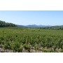 Chateau La Gordonne Vino Rose Chateau la Gordonne - 750 ml
