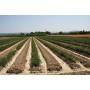 Azienda Agricola Prunotto Mariangela Sugo ai Funghi Porcini - 9 Confezioni da 215 g