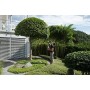 IKRA tagliasiepi telescopico elettrico ITHS 500, incl. tracolla, 500W, lunghezza di taglio 45cm, regolazione dell'angolo di tagl