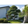 IKRA tagliasiepi telescopico elettrico ITHS 500, incl. tracolla, 500W, lunghezza di taglio 45cm, regolazione dell'angolo di tagl