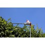 IKRA tagliasiepi telescopico elettrico ITHS 500, incl. tracolla, 500W, lunghezza di taglio 45cm, regolazione dell'angolo di tagl