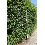 IKRA tagliasiepi telescopico elettrico ITHS 500, incl. tracolla, 500W, lunghezza di taglio 45cm, regolazione dell'angolo di tagl