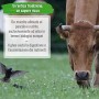 Ghee biologico 500g - burro chiarificato secondo l’antica ricetta Ayurvedica - solo da latte di mucche al pascolo - senza latt