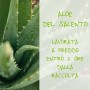 Omia Crema Viso Eco Bio Aloe Vera, 75ml