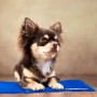 Relaxdays, Blu Tappetino Rinfrescante per Cani, Autorefrigerante, Lavabile, in Gel, Materassino per Gatti, 20x35 cm, Poliestere,