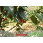 Caffè Corsini Compagnia dell'Arabica Caffè Colombia 100% Arabica Caffè Espresso in Cialde in Carta Ese 44 Mm - Cremoso e Spez