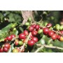 Caffè Corsini Estrella del Caribe, Caffè in Grani Arabica Fine di Santo Domingo, Soave e Vellutato - 1 kg