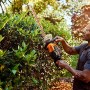 Worx WG284E Tagliasiepi Tosasiepi Elettrico da Giardino a Batteria 40V (2x20V), Diam. Taglio 27 mm