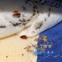 Polti Cimex Eradicator Pulitore Disinfestazione Naturale Senza Insetticidi delle Cimici da Letto con Vapore Secco Saturo Surrisc