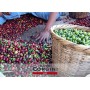 Caffè Corsini - American Coffee Miscela di Caffè Macinato per Caffè Americano, Caffè Lungo e Caffè Filtro, Leggero e Profum