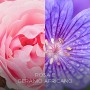 Airwick Botanica, Profumatore per Ambienti con Diffusore a Bastoncini, fragranza Rosa e Geranio Africano, fragranza naturale - C